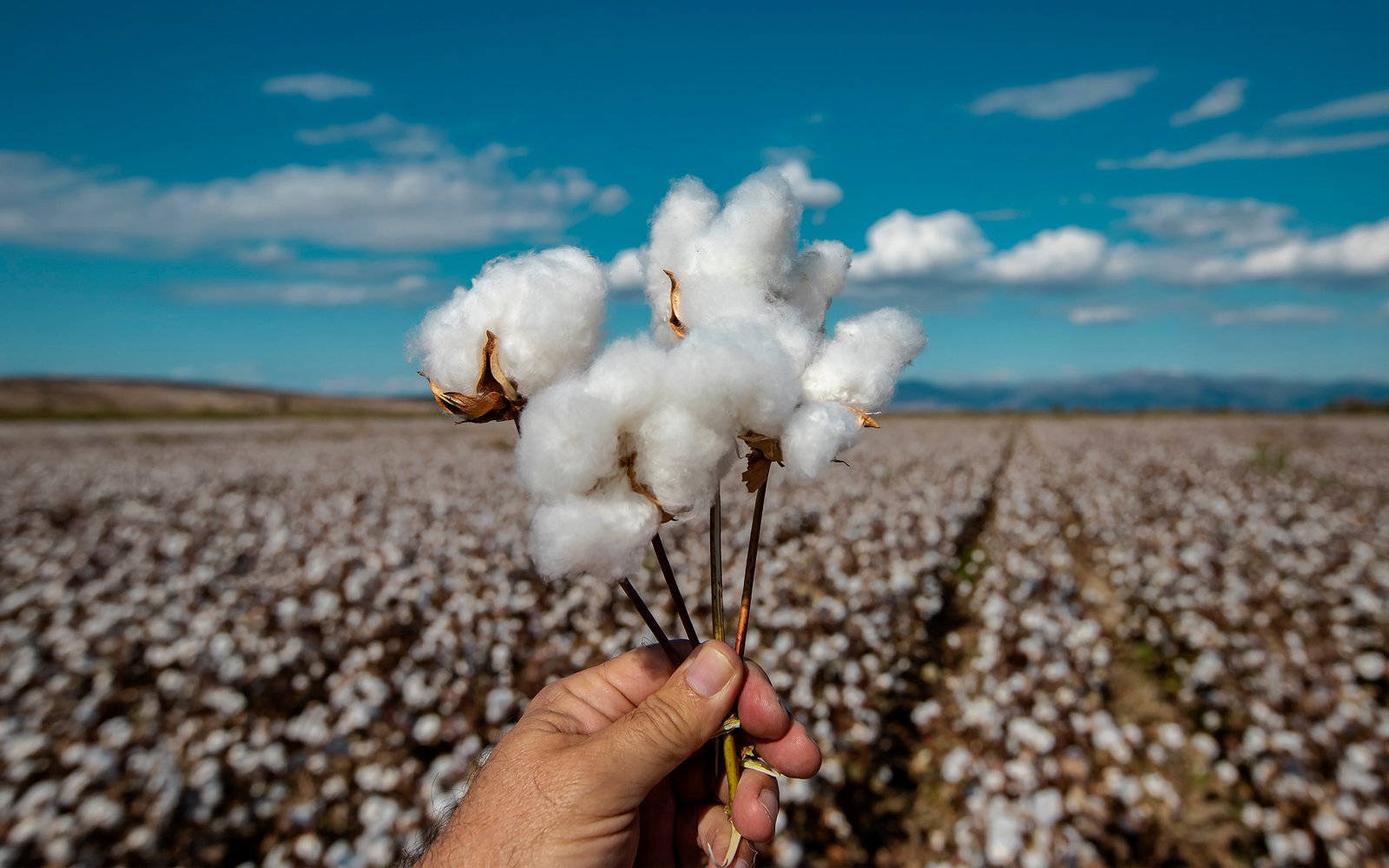 Negociação de Soja